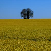 Arbre aux morts