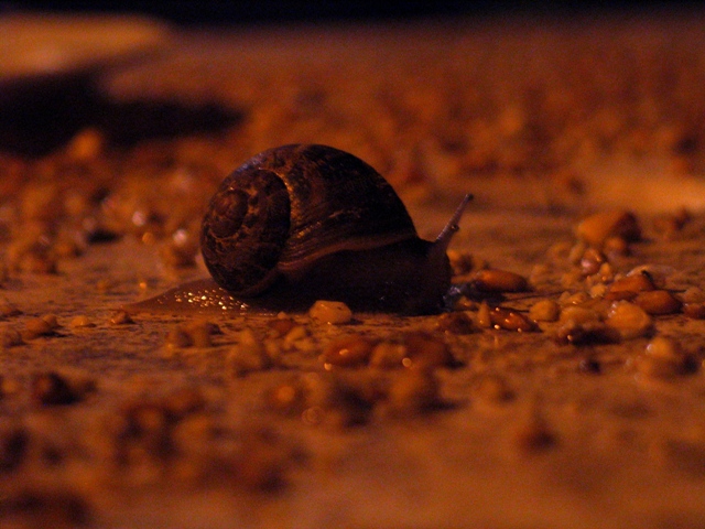 Escargot de nuit