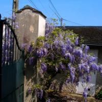 Glycine joyeuse