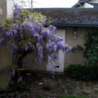 Glycine pleureuse