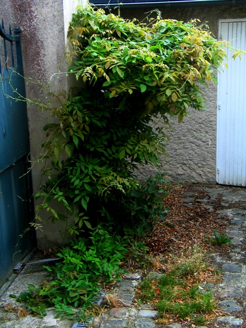 Glycine, nouvelle direction