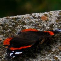 Papillon du soir