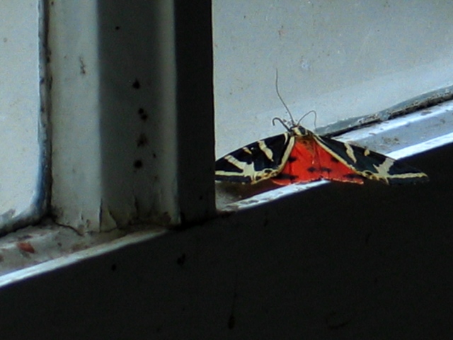 Papillon triste