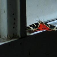 Papillon triste