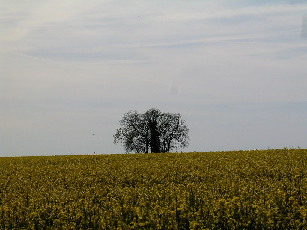 Solitude de campagne