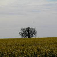 Solitude de campagne