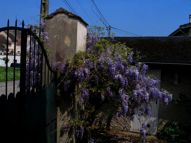 La Vieille glycine